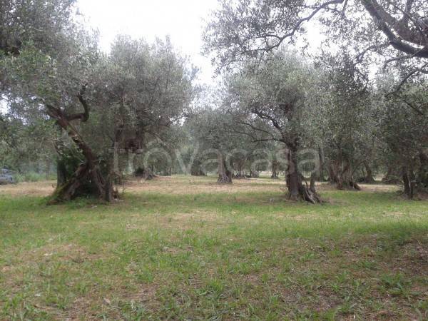 Terreno Agricolo in vendita a Verucchio via Marecchiese, 73