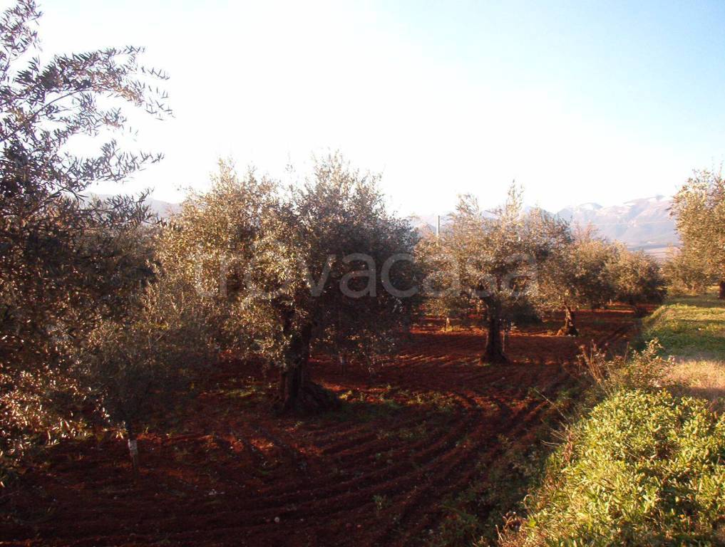 Terreno Agricolo in vendita a Castrovillari contrada Palombara, 59