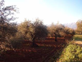 Terreno agricolo in vendita a castrovillari contrada palombara, 59