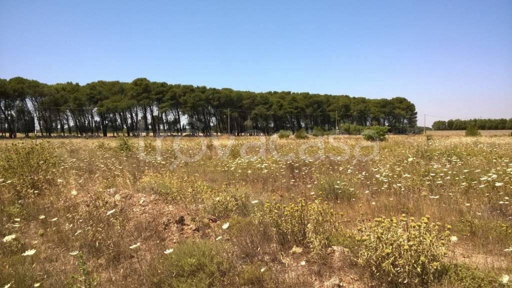 immagine annuncio 9 di 12