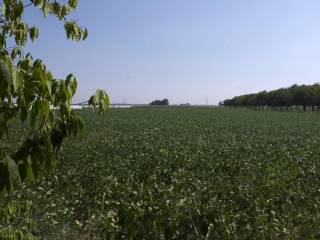 Terreno agricolo in vendita a serravalle a po via cardinala, 14a