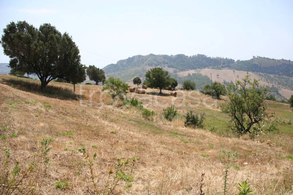 Terreno Agricolo in vendita a Ciminà via Rione Cacia, 6