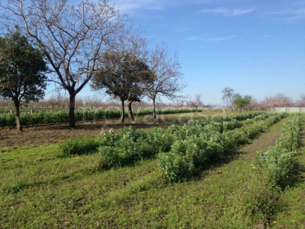 Terreno Agricolo in vendita a Somma Vesuviana paradiso
