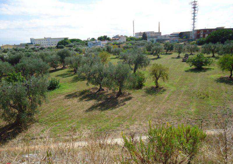 Terreno Agricolo in vendita a Bari strada Vicinale Torre di Mizzo