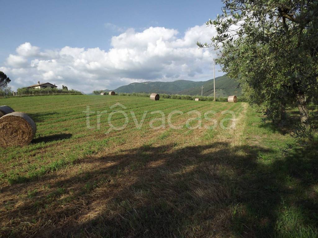 Terreno Agricolo in vendita a Spoleto via del Pini