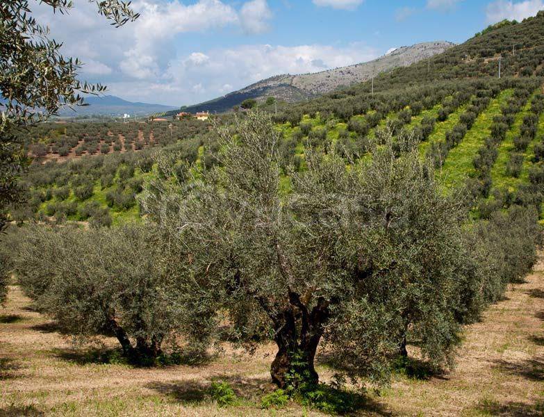 immagine annuncio 4 di 6