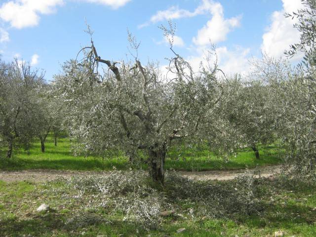 immagine annuncio 4 di 6