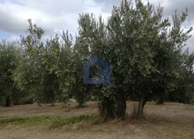 immagine annuncio 6 di 8