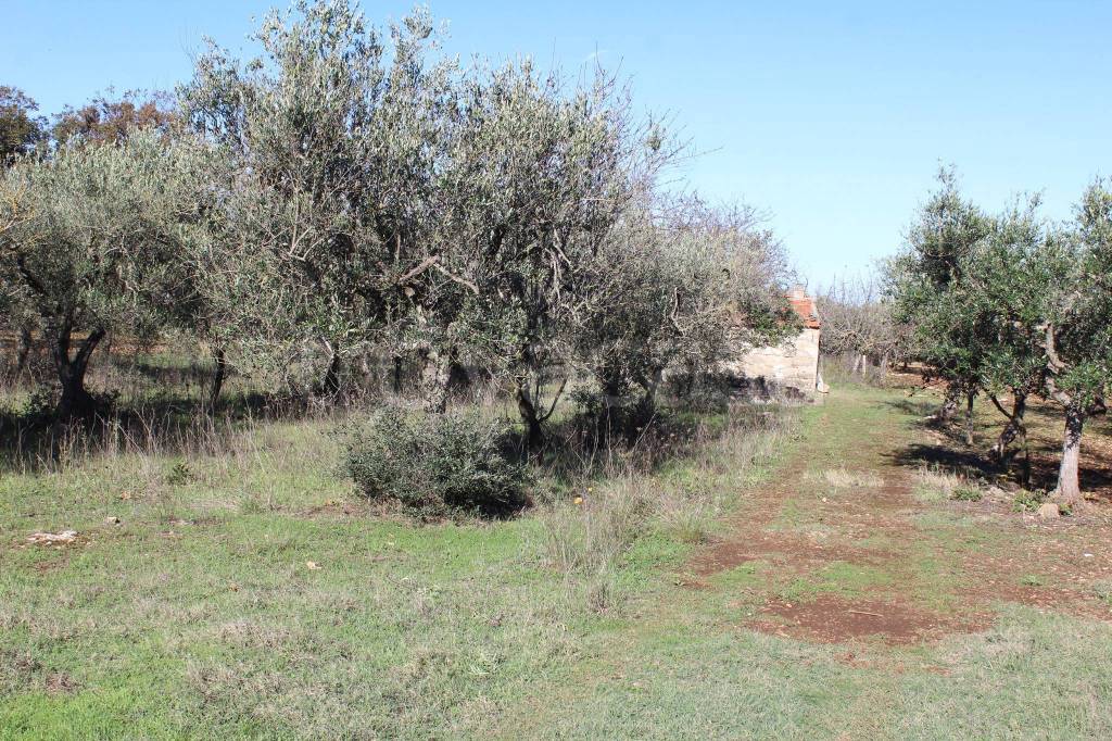 immagine annuncio 2 di 6