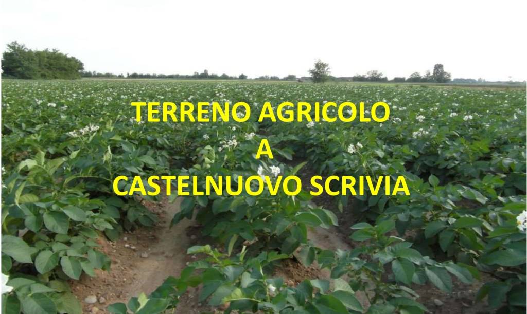 Terreno Agricolo in vendita a Castelnuovo Scrivia