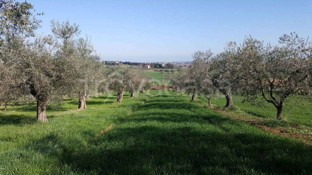 Terreno Agricolo in vendita a Coriano via Monte Poggio