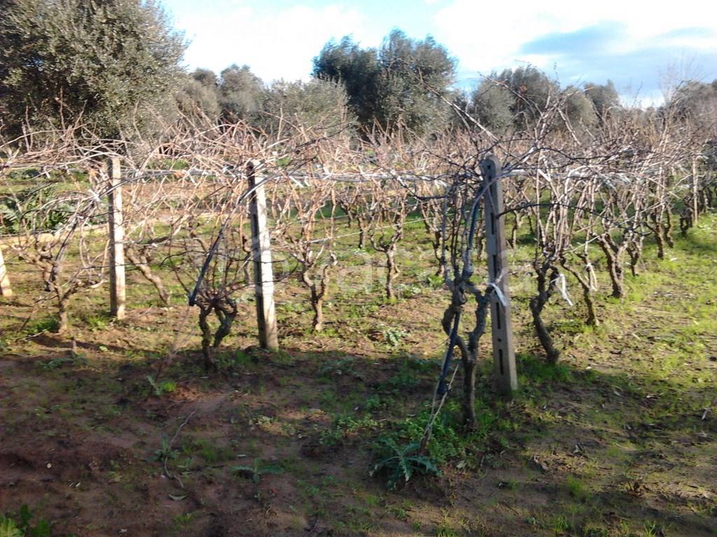 immagine annuncio 3 di 9
