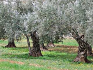 Terreno agricolo in vendita a sassari strada vicinale malafede, 12