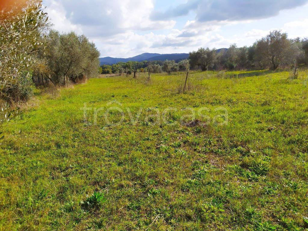 Terreno Agricolo in vendita a Barbarano Romano strada Provinciale Blerana