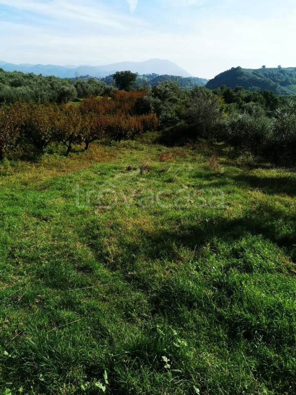 immagine annuncio 3 di 6