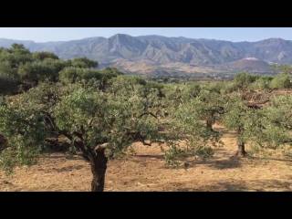 Terreno agricolo in vendita a castiglione di sicilia strada statale dell'etna e delle madonie