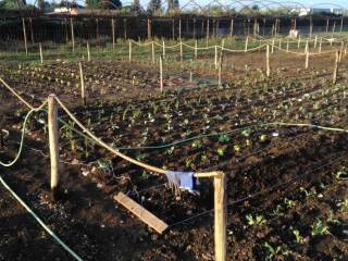 Terreno agricolo in affitto a ciampino via appia nuova