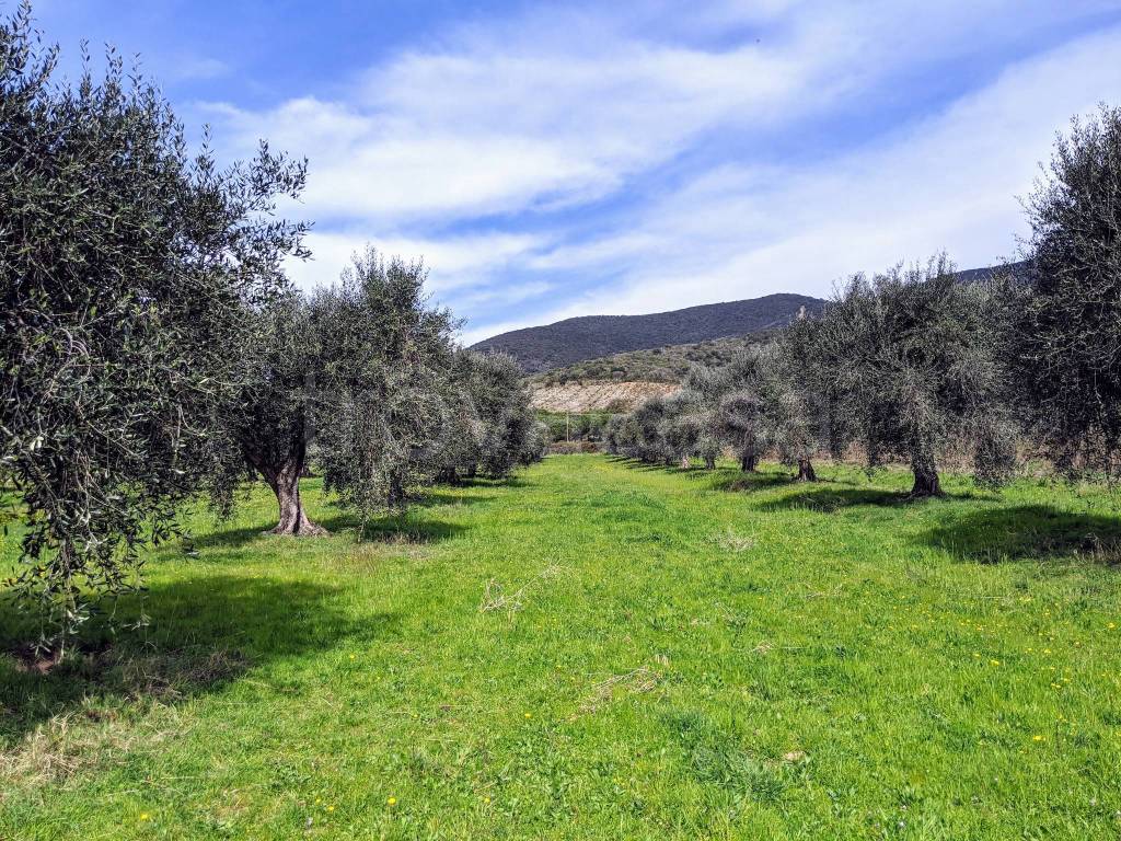 immagine annuncio 9 di 12