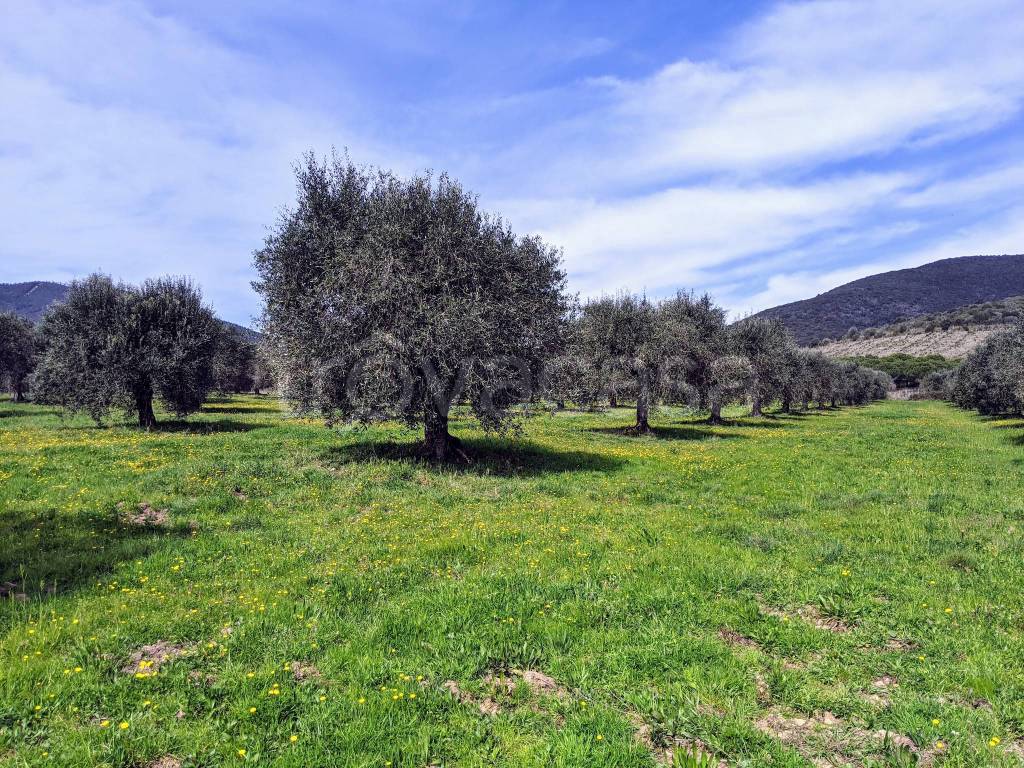 immagine annuncio 6 di 12