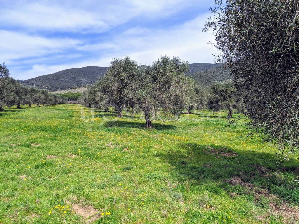 immagine annuncio 8 di 12