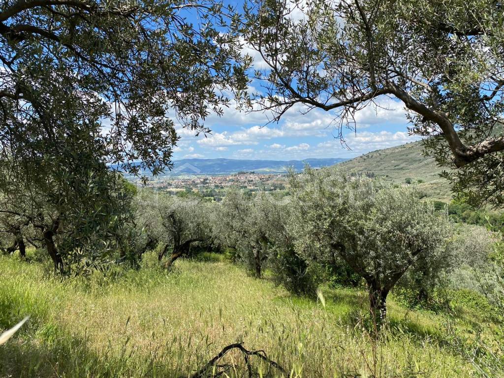 immagine annuncio 1 di 6
