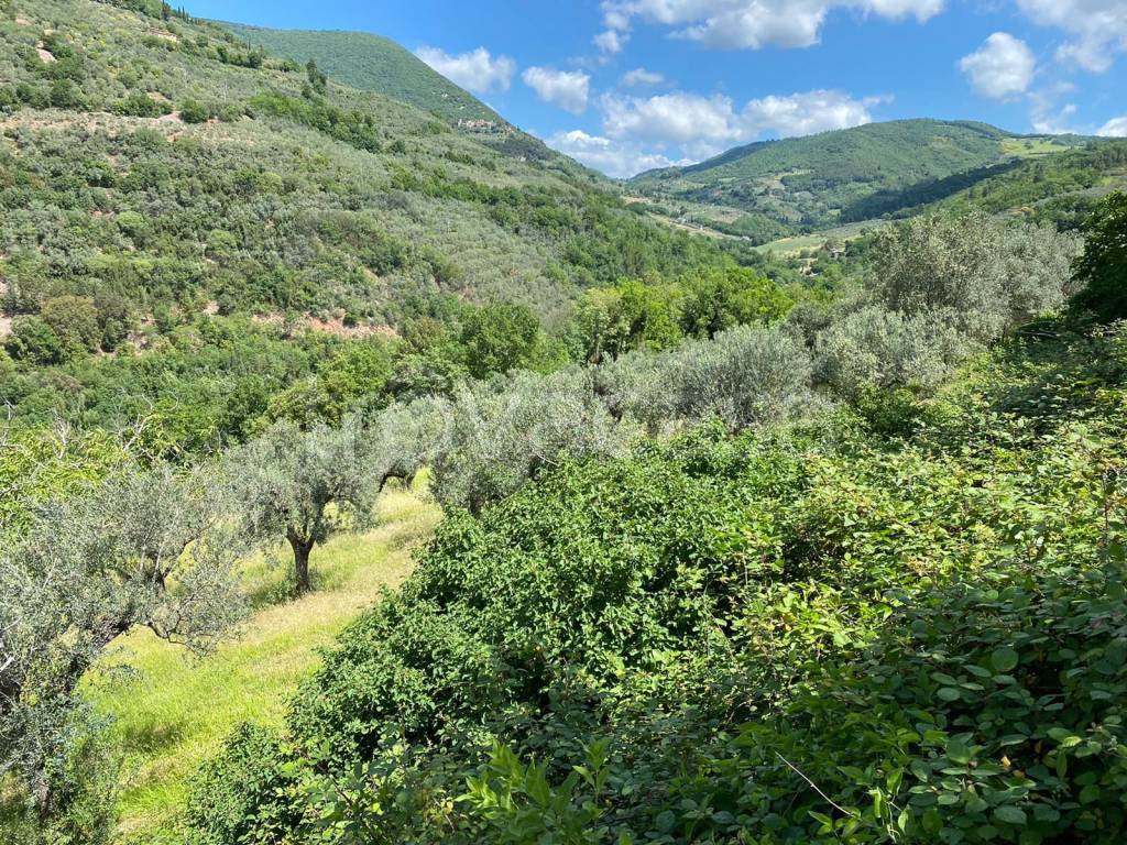 immagine annuncio 4 di 6