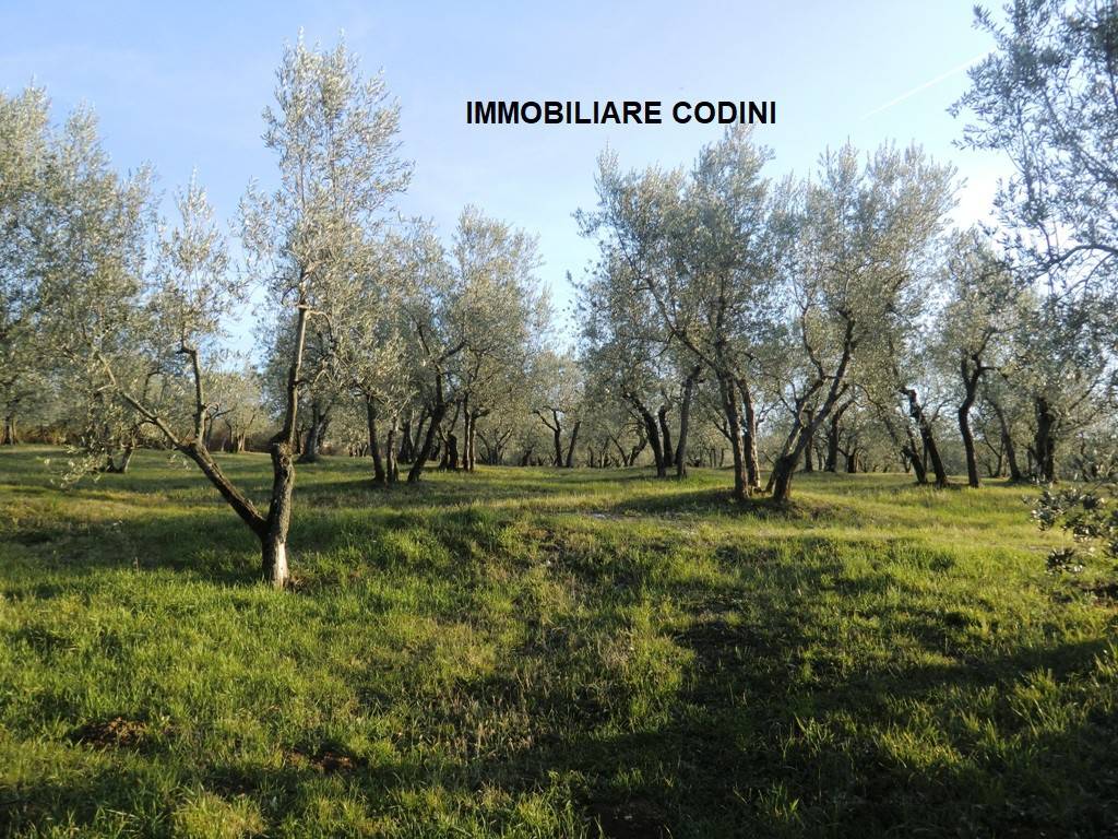 Terreno Agricolo in vendita a Montecchio via Pagliericci