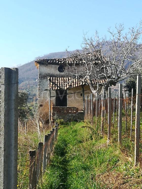 Terreno Agricolo in vendita a Santa Caterina Albanese contrada Pianette