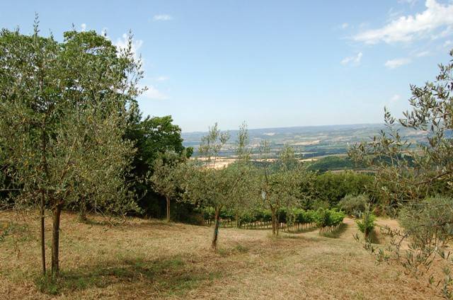 Terreno Agricolo in vendita a Montecchio
