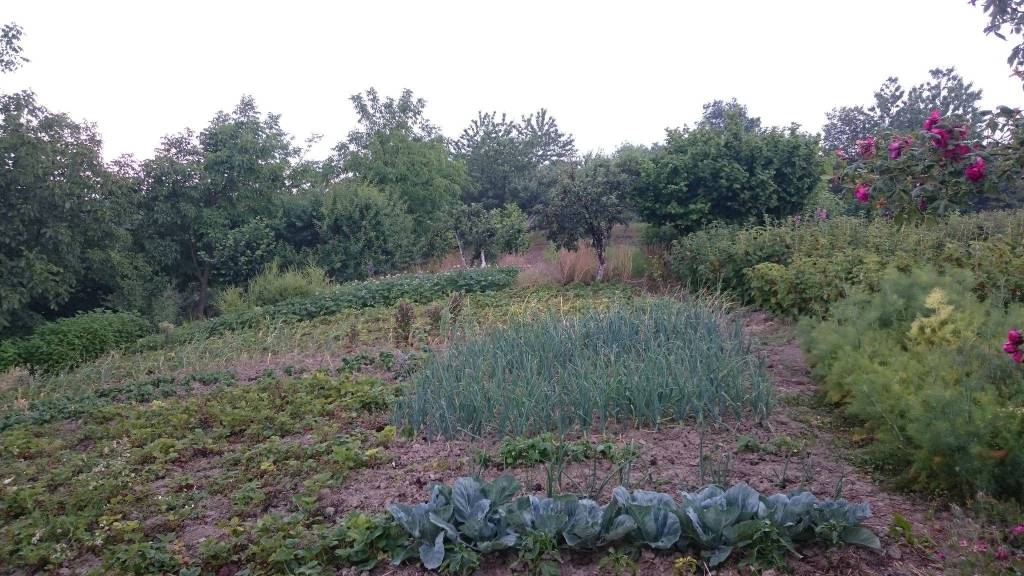 Terreno Agricolo in affitto a Murazzano frazione Mellea
