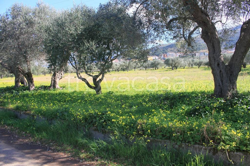 Terreno Agricolo in vendita a Santa Maria del Cedro via Foresta