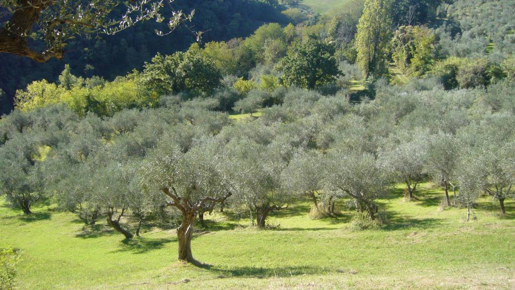 Terreno Agricolo in vendita a Montefiore Conca via Valdifranco