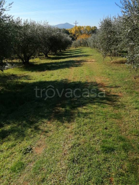 Terreno Agricolo in vendita a Castiglione del Lago località Badia