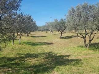 Terreno agricolo in vendita ad alatri via monte sant'arcangelo