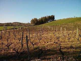 Terreno agricolo in vendita a monastir strada statale centrale sarda