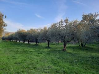 Terreno agricolo in vendita ad alatri strada provinciale verolana