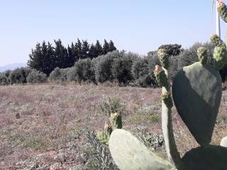 Terreno agricolo in vendita a monastir sp7