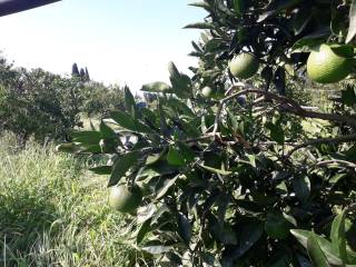 Terreno agricolo in vendita a monastir strada comunale tuppa cifraxiu