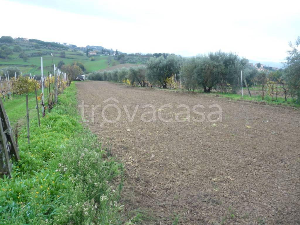 Terreno Agricolo in vendita a Castiglione del Lago via Giuseppe garibaldi-gioiella