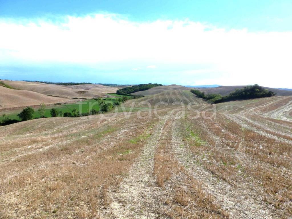 Terreno Agricolo in vendita a Castelnuovo Berardenga castelnuovo berardenga