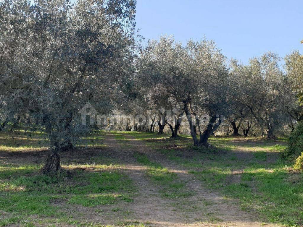 Terreno Agricolo in vendita a Trevignano Romano via di Monterosi