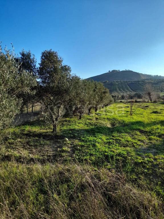 immagine annuncio 2 di 3